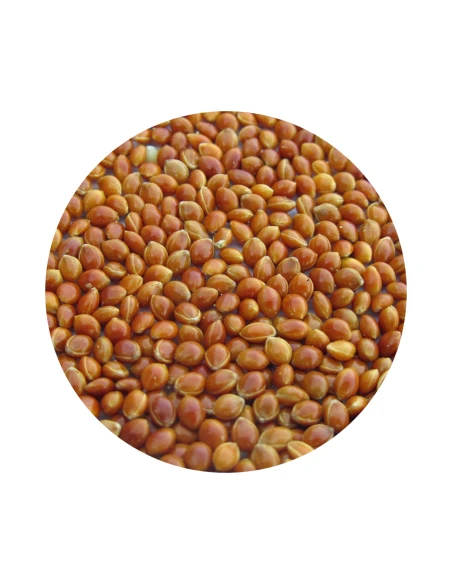 Semilla de Mijo rojo JARAD 1 kg